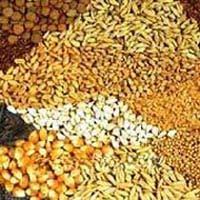 Cattle Feed Raw Material